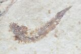 Multiple () Small Knightia Fossil Fish - Wyoming #77133-1